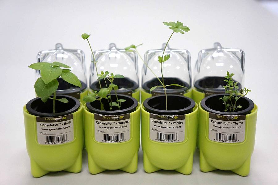 Thyme Capsule Pots By BEEcycle